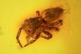 Fossil Spider (Aranea) In Baltic Amber #45131-1